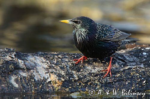 Szpak, Sturnus vulgaris