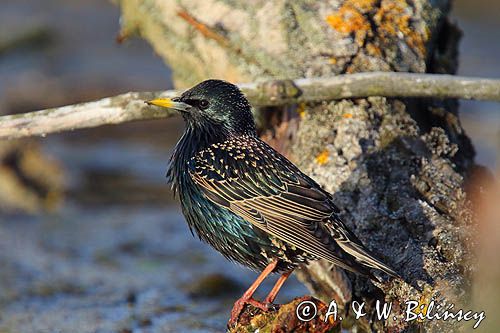 Szpak, Sturnus vulgaris