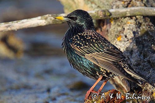 Szpak, Sturnus vulgaris