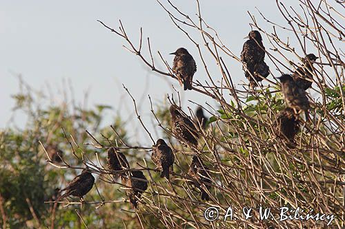 szpaki, Sturnus vulgaris