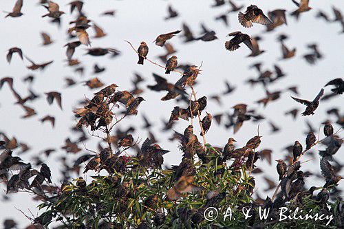 Szpak zwyczajny, szpak pospolity, szpaki, jesienne przeloty, Sturnus vulgaris