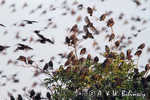 Szpak zwyczajny, szpak pospolity, szpaki, jesienne przeloty, Sturnus vulgaris