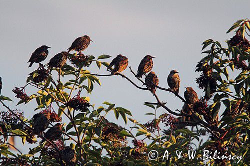 Szpak zwyczajny, szpak pospolity, szpaki, jesienne przeloty, Sturnus vulgaris