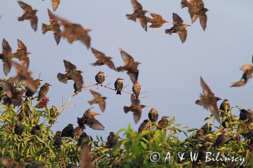 Szpak zwyczajny, szpak pospolity, szpaki, jesienne przeloty, Sturnus vulgaris