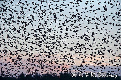 Szpak zwyczajny, szpak pospolity, szpaki, jesienne przeloty, Sturnus vulgaris