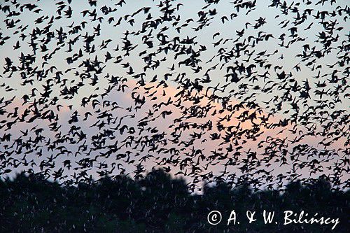 Szpak zwyczajny, szpak pospolity, szpaki, jesienne przeloty, Sturnus vulgaris