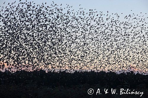 Szpak zwyczajny, szpak pospolity, szpaki, jesienne przeloty, Sturnus vulgaris