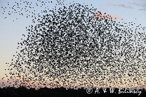 Szpak zwyczajny, szpak pospolity, szpaki, jesienne przeloty, Sturnus vulgaris