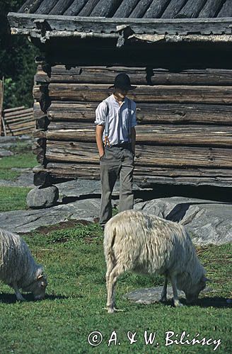 Sztokholm, pastuszek i owce w Skansenie, Szwecja