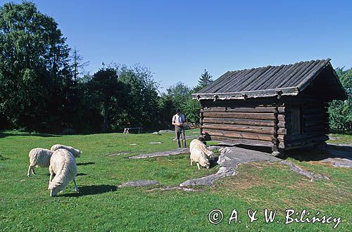 Sztokholm, pastuszek i owce w Skansenie, Szwecja