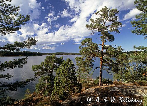 Zatoka Dyviken na wyspie Orno, okilice Nynashamn, archipelag sztokholmski, Szwecja