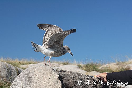 wyspa Utklippan, młodociana mewa siodłata Larus marinus, karmienie z ręki, szkiery koło Karlskrony, Blekinge, Szwecja