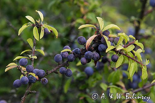 śliwa tarnina Prunus spinosa owoce