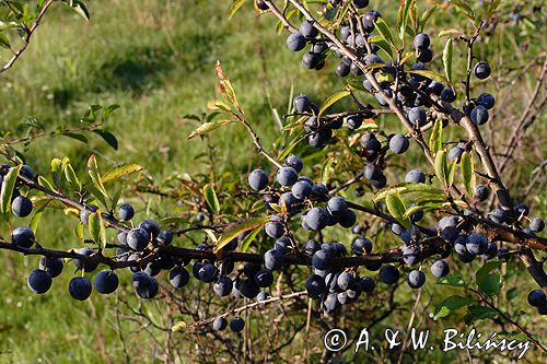 śliwa tarnina Prunus spinosa owoce