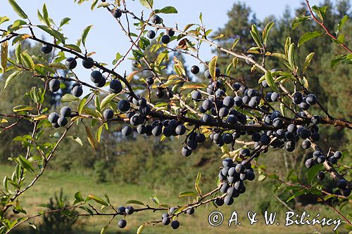 śliwa tarnina Prunus spinosa owoce