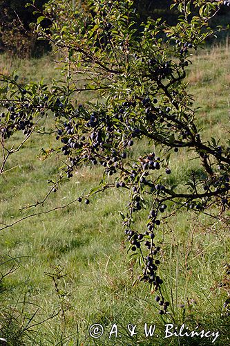 śliwa tarnina Prunus spinosa owoce