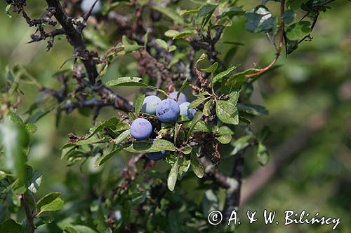 śliwa tarnina Prunus spinosa owoce