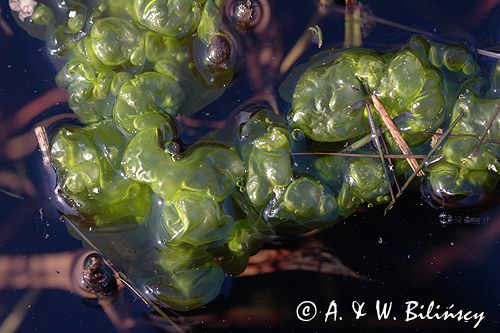 taśma Enteromorpha intestinalis