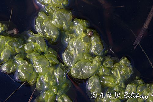 taśma Enteromorpha intestinalis