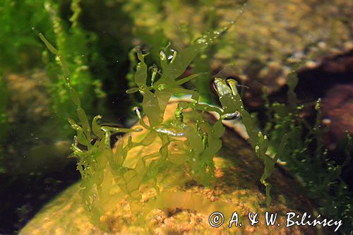 taśma Enteromorpha intestinalis