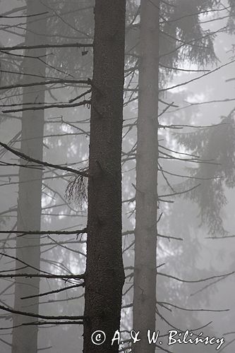 mgła w lesie,Tatrzański Park Narodowy