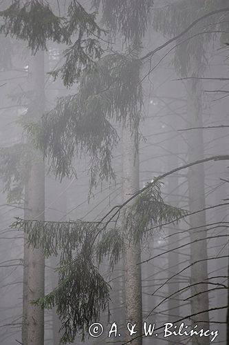 mgła w lesie,Tatrzański Park Narodowy