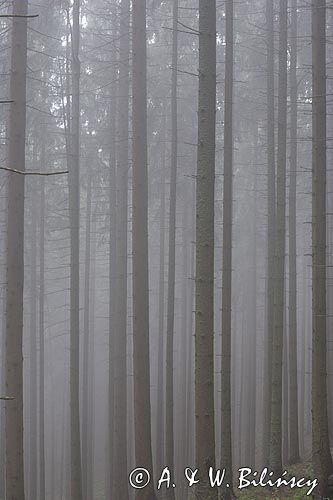 mgła w lesie,Tatrzański Park Narodowy