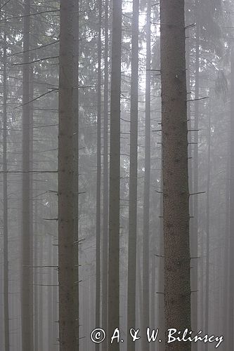 mgła w lesie,Tatrzański Park Narodowy