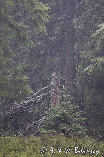 mgła w lesie,Tatrzański Park Narodowy