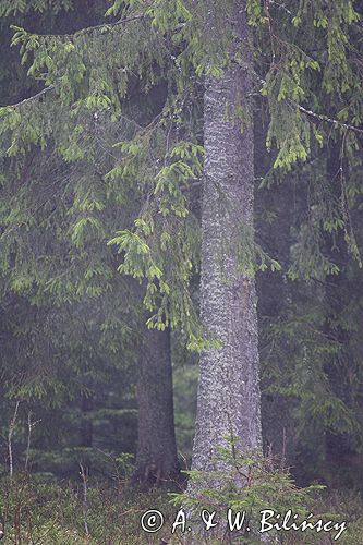 mgła w lesie,Tatrzański Park Narodowy