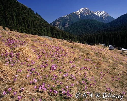 Tatry, Polana Chochołowska, krokusy, Krokus spiski, szafran spiski, Crocus scepusiensis