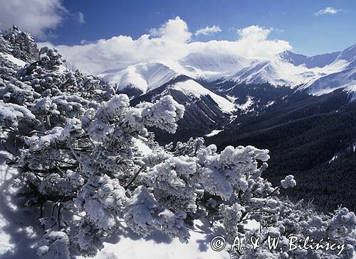 Tatry Zachodnie, Na Bobrowcu, kosodrzewina