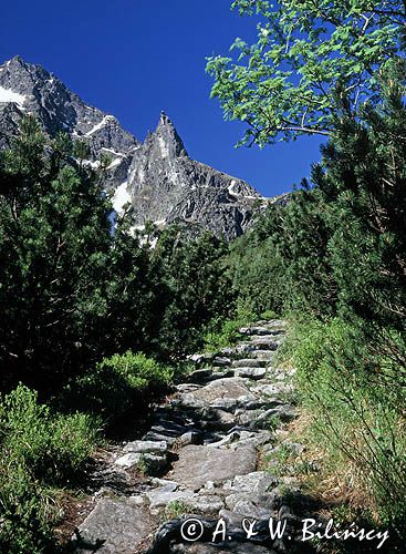 Tatry widok na Mnicha ze szlaku na Szpiglasową