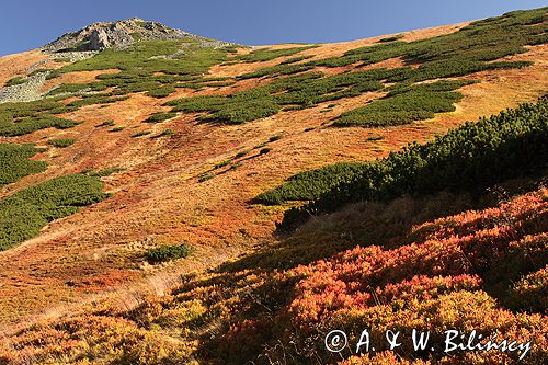 Tatry jesień Ornak borówczyska