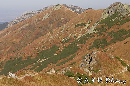 Tatry Ornak