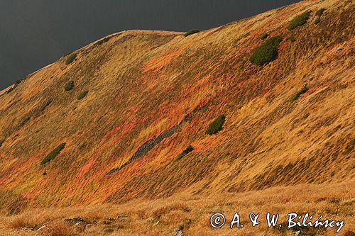 Tatry borówczyska na stoku Ornaku