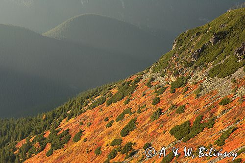 Tatry borówczyska na stoku Ornaku