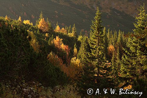 Tatry