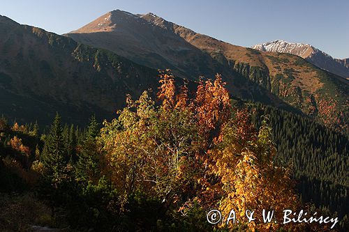 Tatry widok z Hali Tomanowej