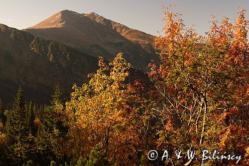 Tatry widok z Hali Tomanowej