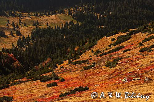 Tatry borówczyska na Hali Tomanowej