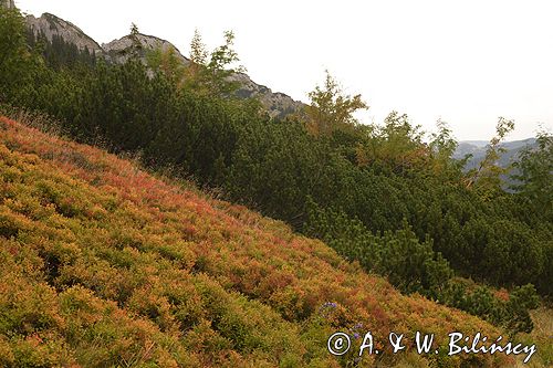 Tatry na Hali Kondratowej