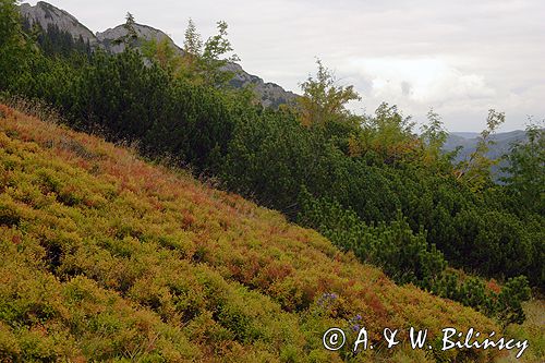 Tatry na Hali Kondratowej