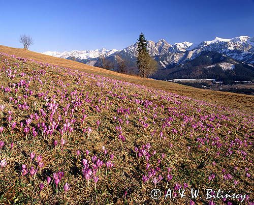 krokusy i Giewont, Podhale i Tatry, Krokus spiski, szafran spiski, Crocus scepusiensis