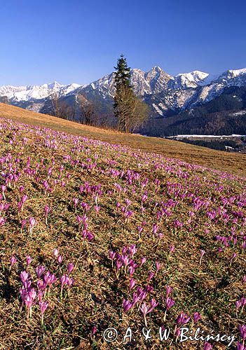 krokusy i Giewont, Podhale i Tatry, Krokus spiski, szafran spiski, Crocus scepusiensis