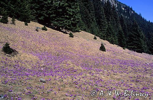 Krokusy na Polanie Chochołowskiej, Tatry Zachodnie, Krokus, szafran, Crocus, Krokus spiski, szafran spiski Crocus scepusiensis