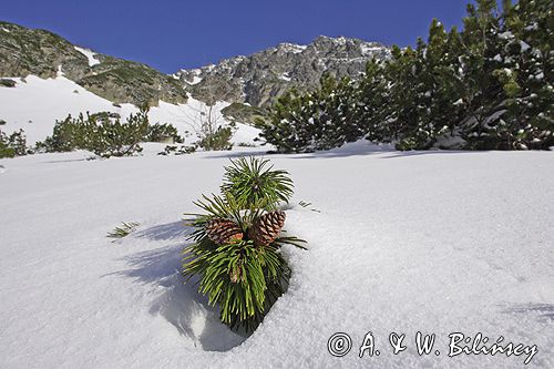 Tatry Mnichowa Płaśń, kosodrzewina