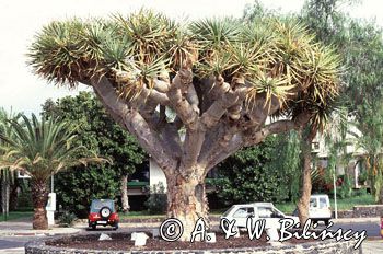 Wyspy Kanaryjskie, Dracena właściwa- Smocze drzewo, Costa del Silencio, Teneryfa