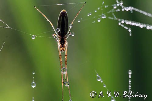 Tetragnatha montana, kwadratnik długonogi, Bieszczady