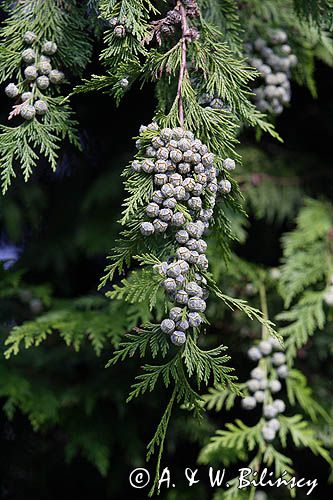 tuja, thuja, żywotnik